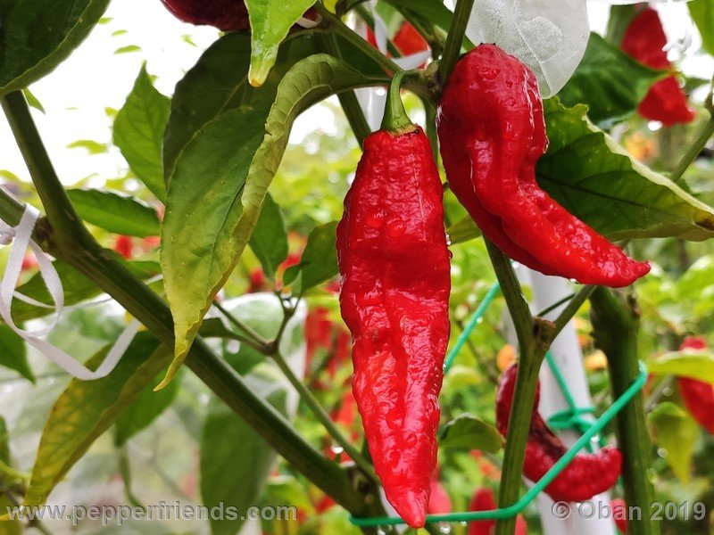 bhut-jolokia-cpi_002_frutto_54.jpg