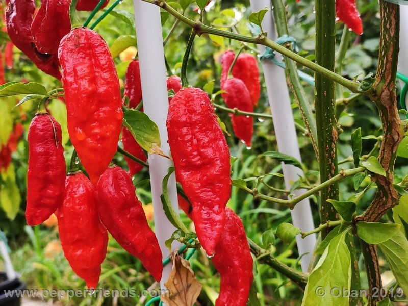 bhut-jolokia-cpi_002_frutto_55.jpg