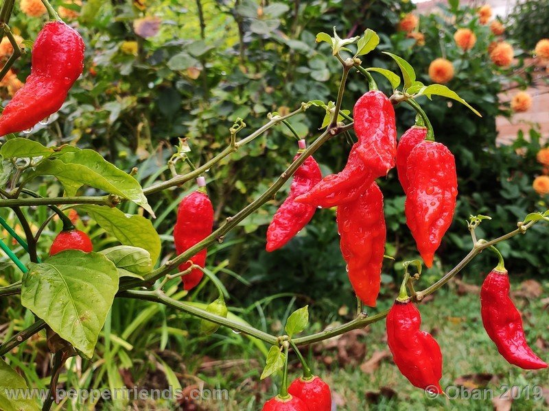 bhut-jolokia-cpi_002_frutto_56.jpg