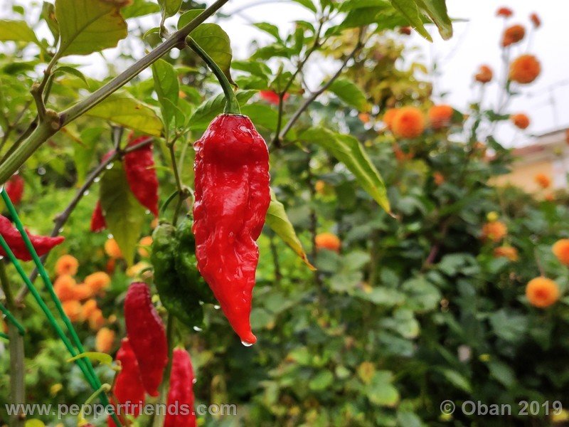 bhut-jolokia-cpi_002_frutto_57.jpg