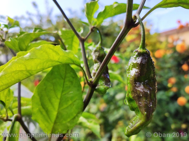 bhut-jolokia-cpi_002_frutto_58.jpg