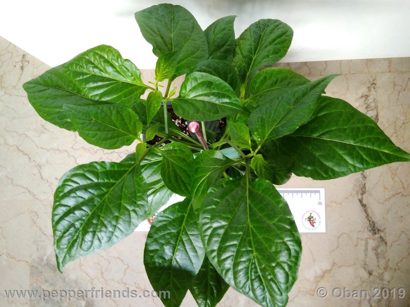 bhut-jolokia-cpi_002_pianta_05.jpg