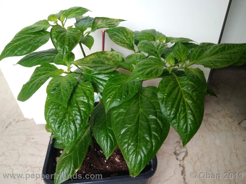 bhut-jolokia-cpi_002_pianta_06.jpg