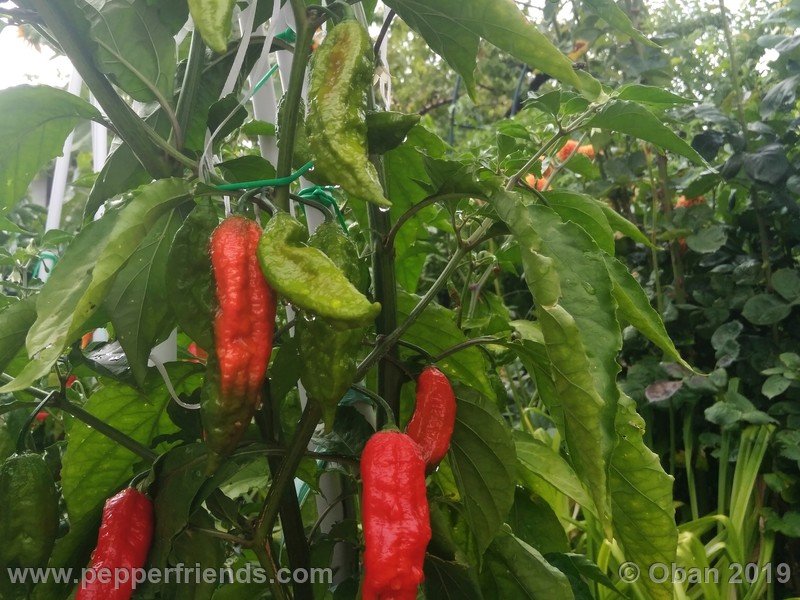 bhut-jolokia-cpi_002_pianta_10.jpg