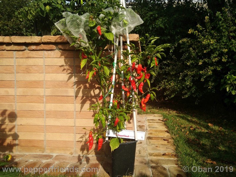 bhut-jolokia-cpi_002_pianta_13.jpg