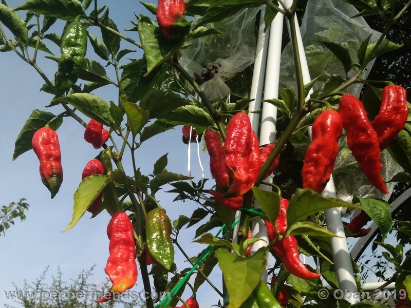 bhut-jolokia-cpi_002_pianta_14.jpg