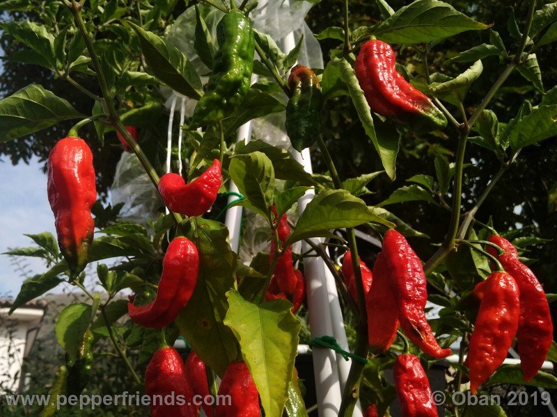 bhut-jolokia-cpi_002_pianta_15.jpg