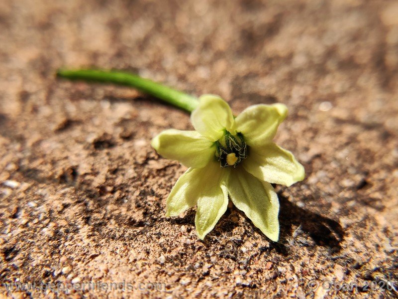 bhut-jolokia-kirmen_001_fiore_01.jpg