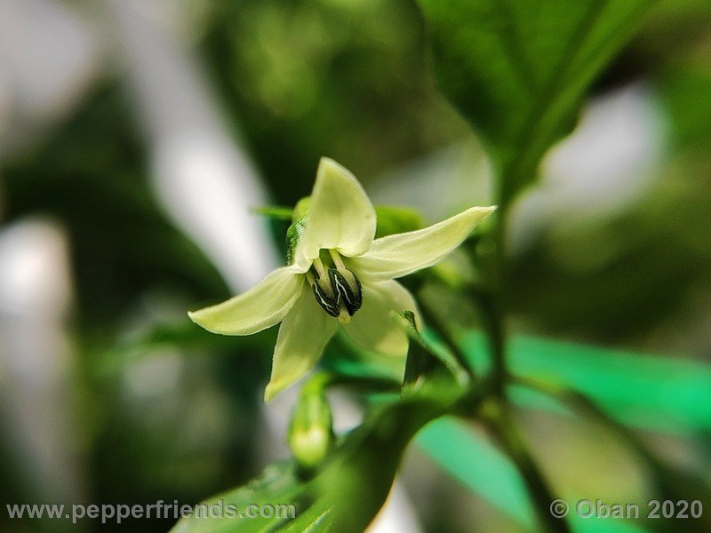 bhut-jolokia-kirmen_001_fiore_03.jpg