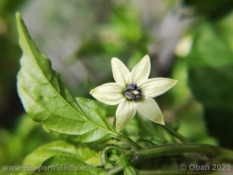 bhut-jolokia-kirmen_001_fiore_04.jpg