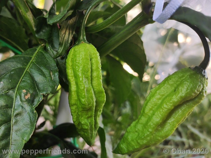 bhut-jolokia-kirmen_001_frutto_03.jpg