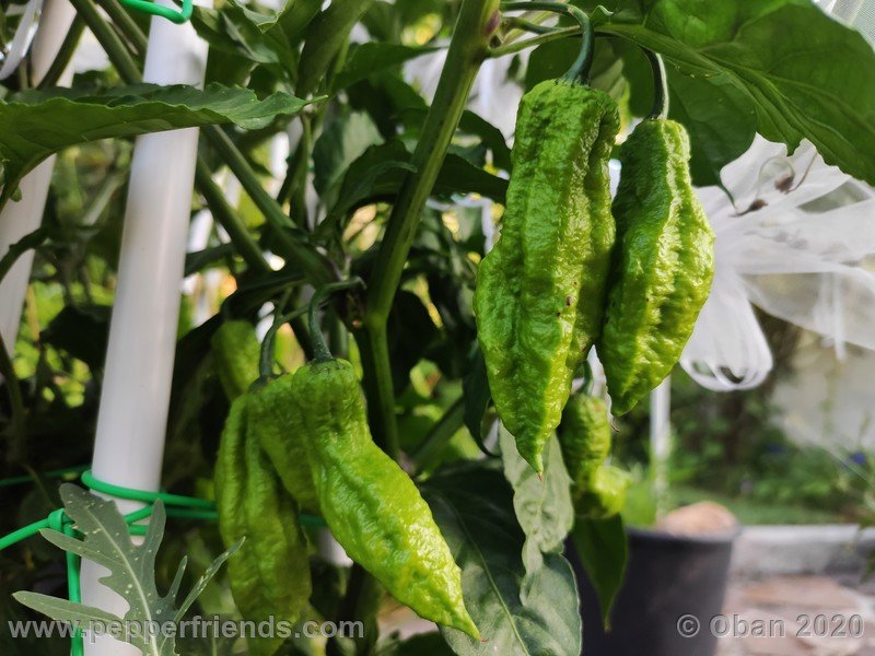 bhut-jolokia-kirmen_001_frutto_04.jpg