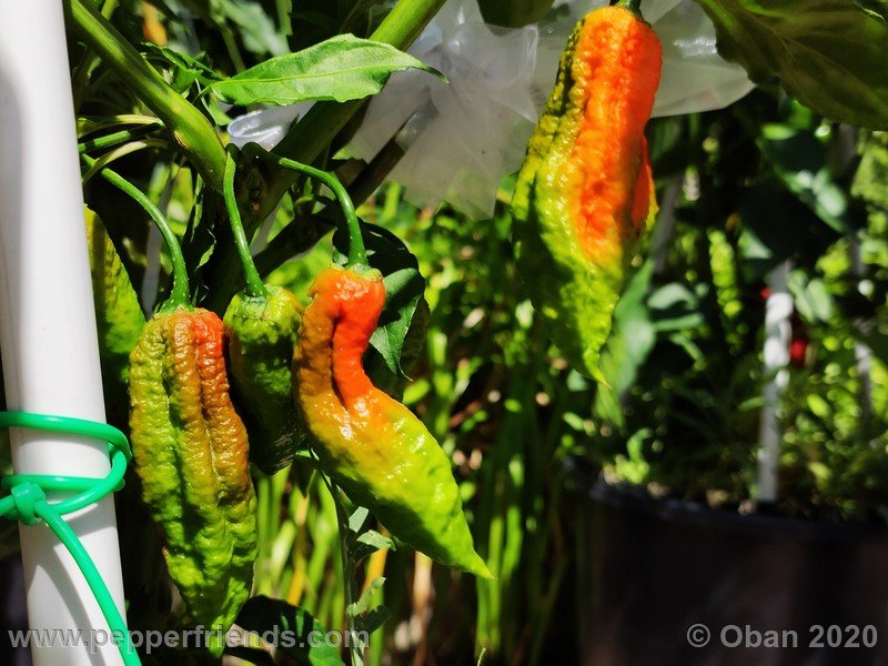 bhut-jolokia-kirmen_001_frutto_06.jpg