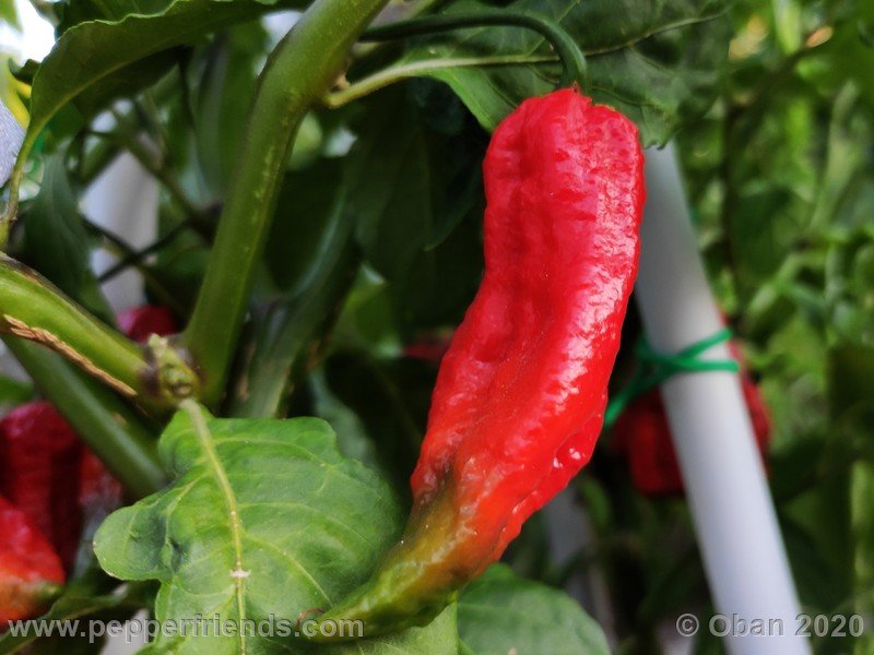 bhut-jolokia-kirmen_001_frutto_08.jpg