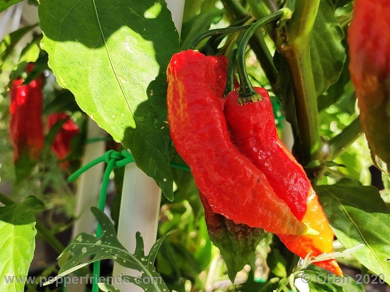 bhut-jolokia-kirmen_001_frutto_09.jpg