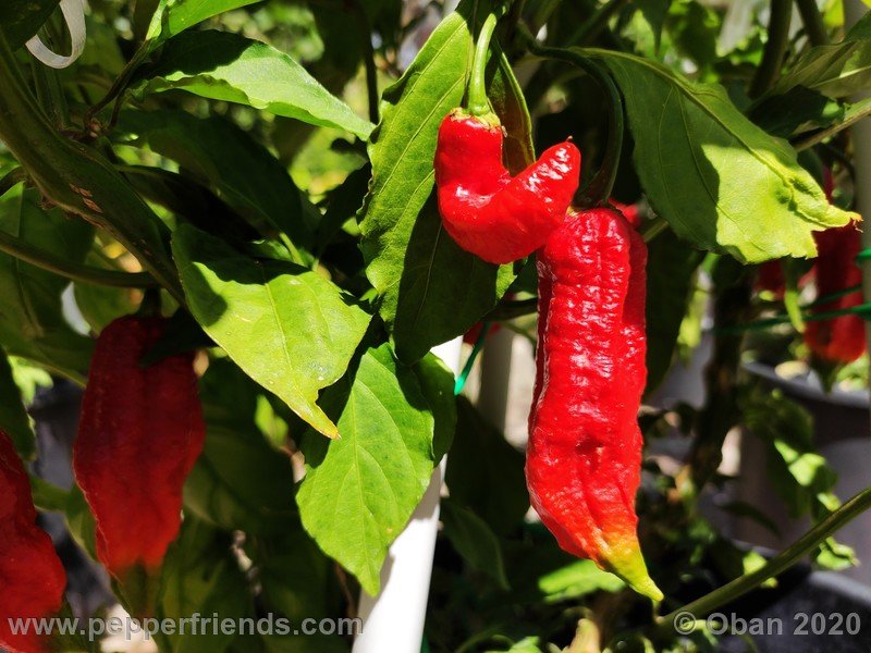 bhut-jolokia-kirmen_001_frutto_10.jpg