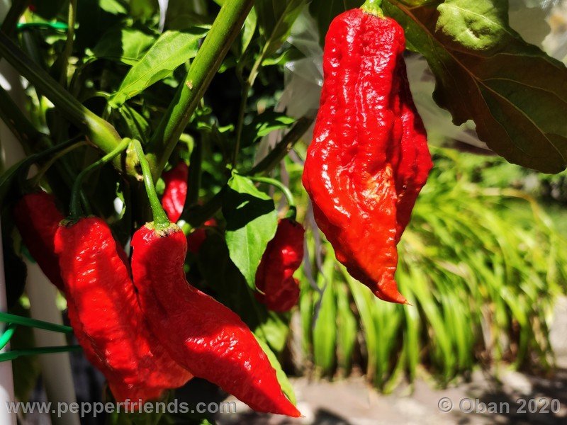 bhut-jolokia-kirmen_001_frutto_11.jpg