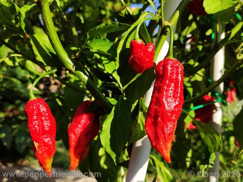 bhut-jolokia-kirmen_001_frutto_13.jpg