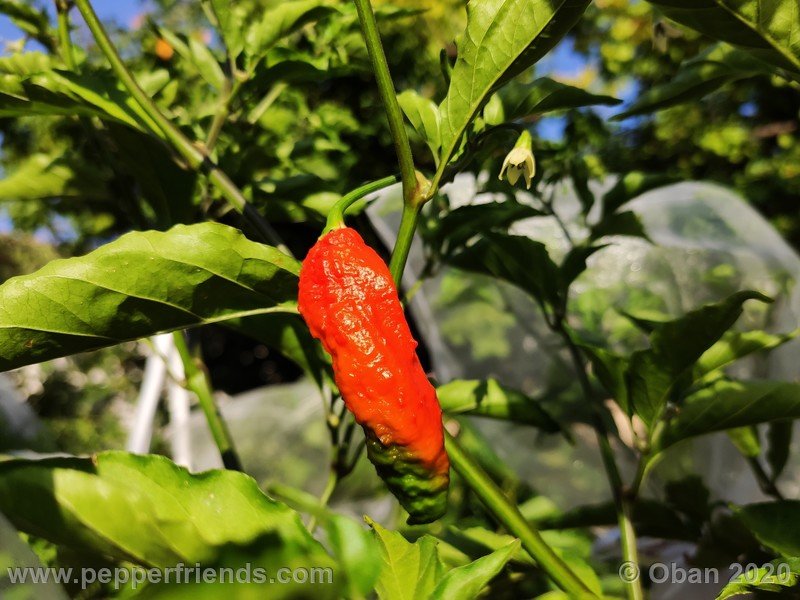 bhut-jolokia-kirmen_001_frutto_14.jpg