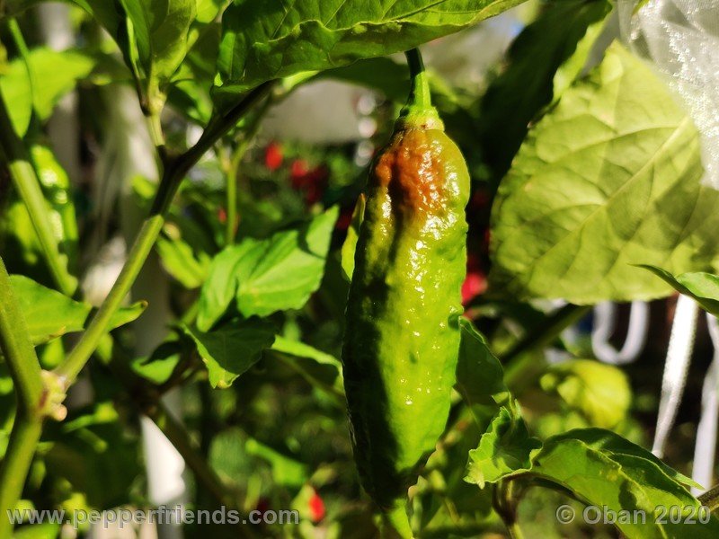 bhut-jolokia-kirmen_001_frutto_15.jpg