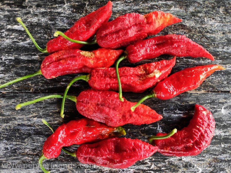 bhut-jolokia-kirmen_001_frutto_19.jpg