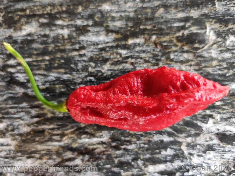 bhut-jolokia-kirmen_001_frutto_21.jpg