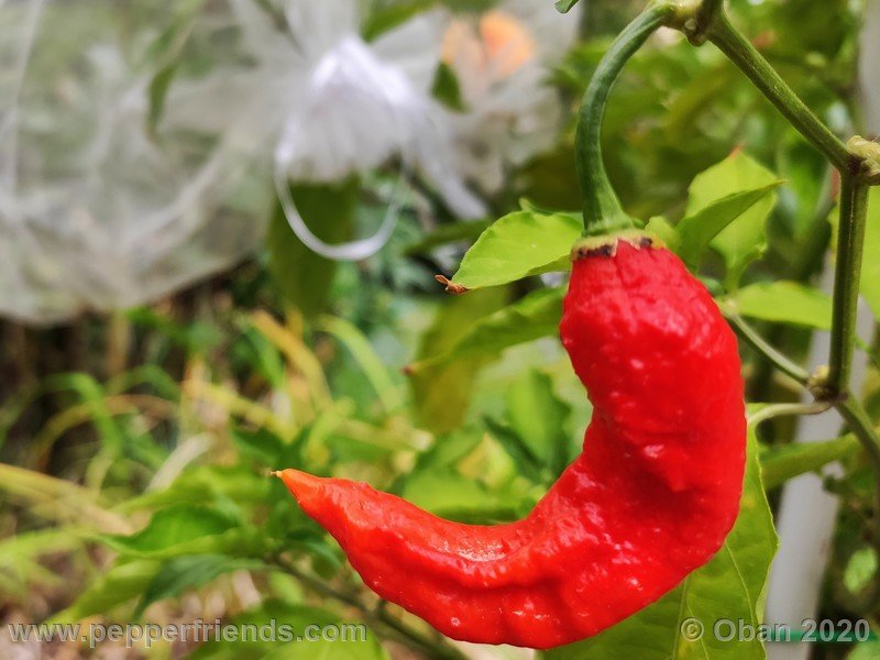 bhut-jolokia-kirmen_001_frutto_22.jpg