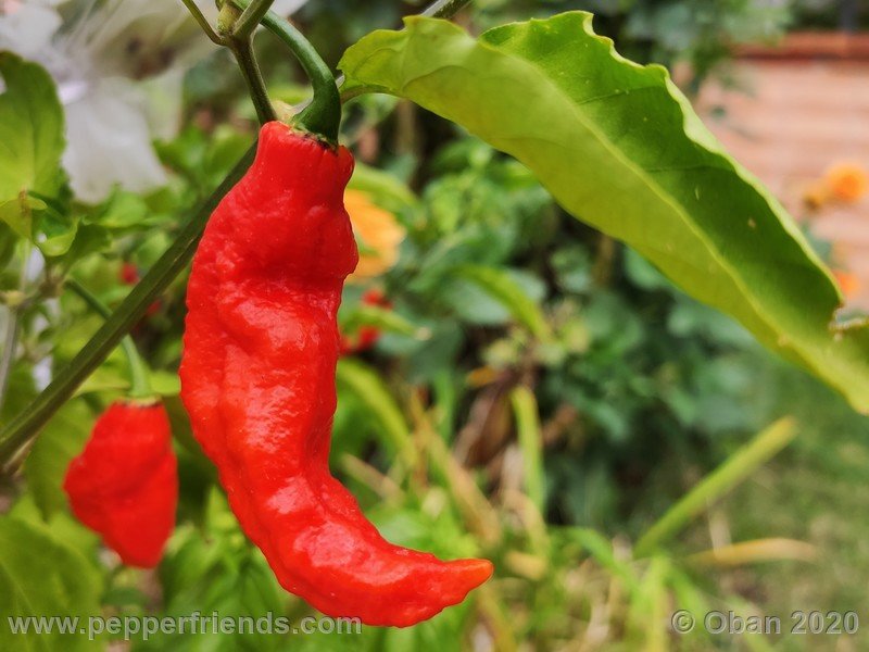 bhut-jolokia-kirmen_001_frutto_23.jpg