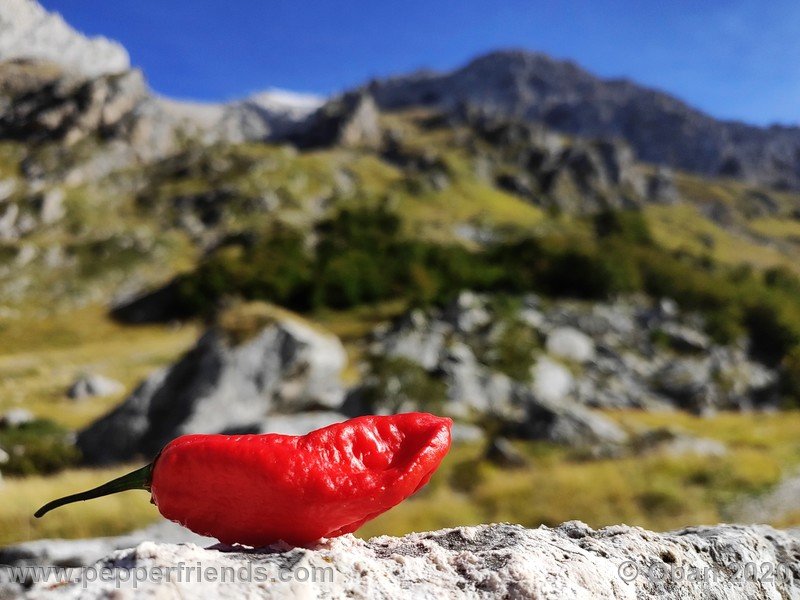 bhut-jolokia-kirmen_001_frutto_26.jpg