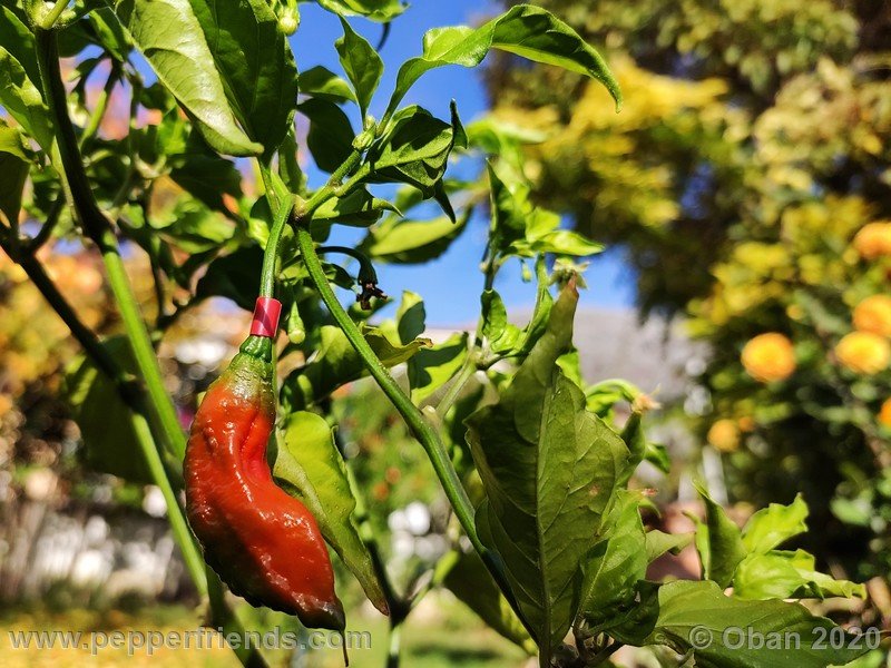 bhut-jolokia-kirmen_001_frutto_28.jpg