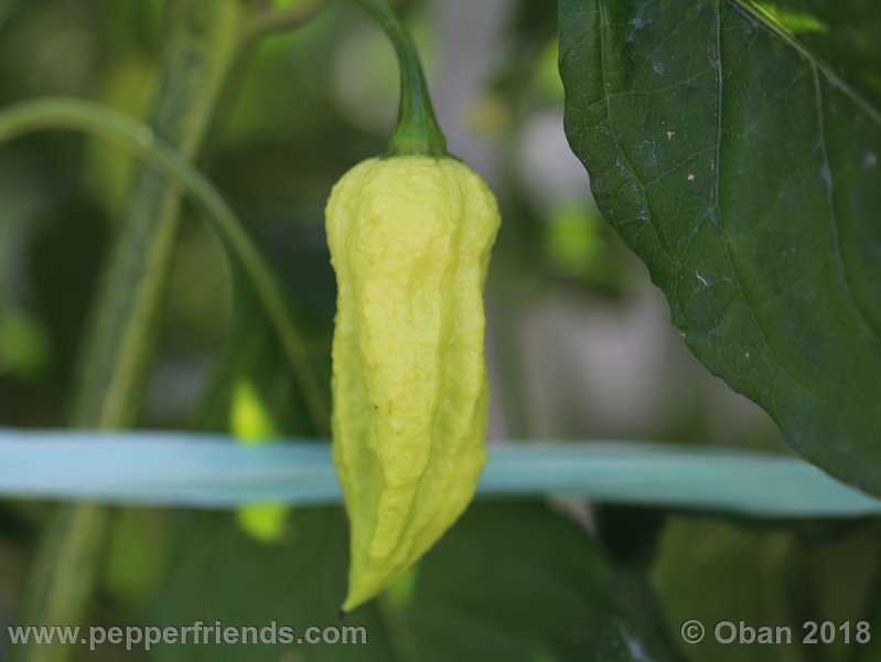 bhut-jolokia-mulatto_003_frutto_02.jpg