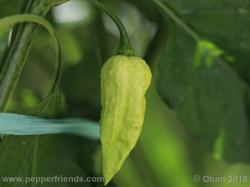 bhut-jolokia-mulatto_003_frutto_03.jpg