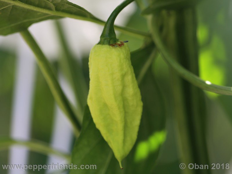 bhut-jolokia-mulatto_003_frutto_04.jpg