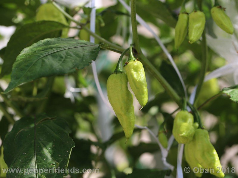 bhut-jolokia-mulatto_003_frutto_05.jpg