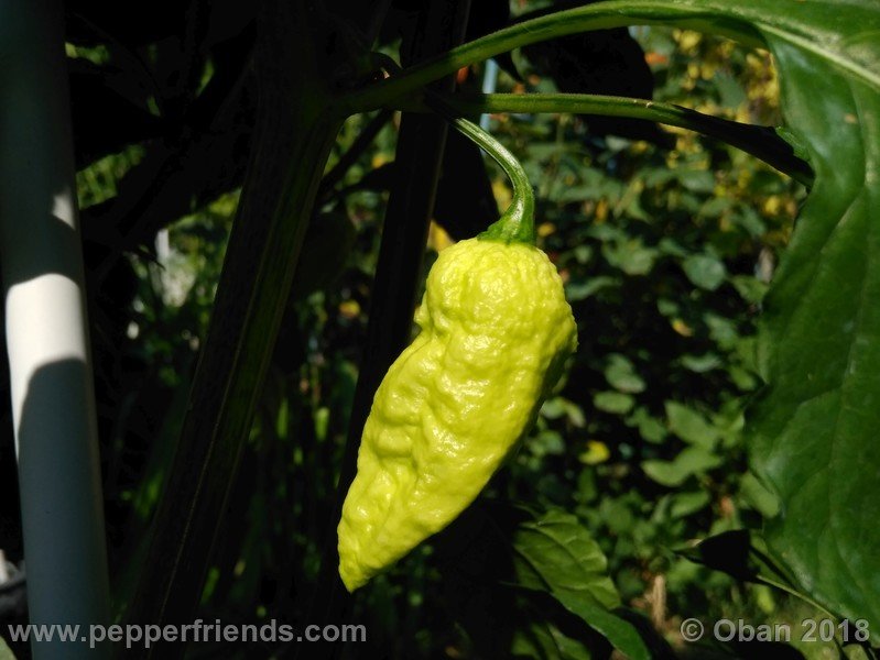 bhut-jolokia-mulatto_003_frutto_06.jpg