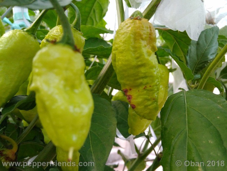 bhut-jolokia-mulatto_003_frutto_08.jpg