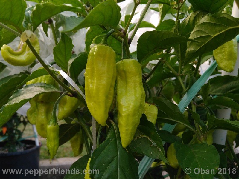 bhut-jolokia-mulatto_003_frutto_09.jpg