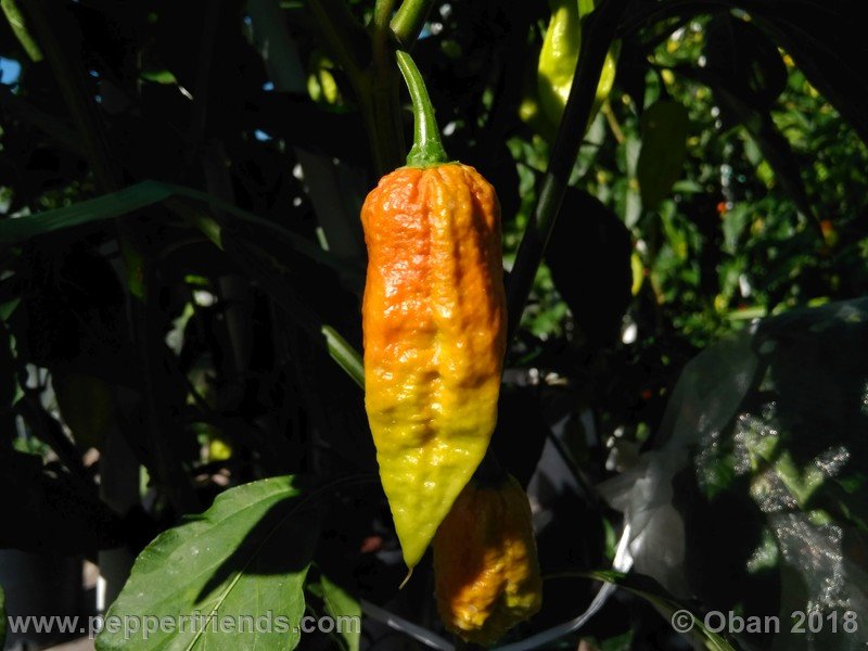 bhut-jolokia-mulatto_003_frutto_10.jpg