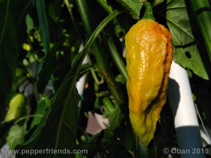 bhut-jolokia-mulatto_003_frutto_11.jpg