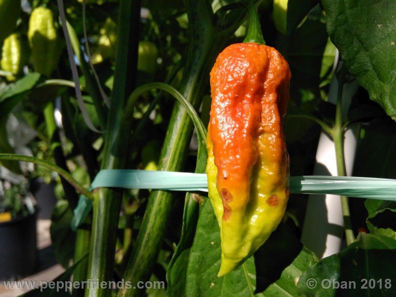 bhut-jolokia-mulatto_003_frutto_12.jpg