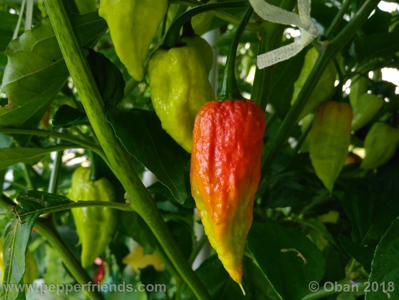 bhut-jolokia-mulatto_003_frutto_13.jpg