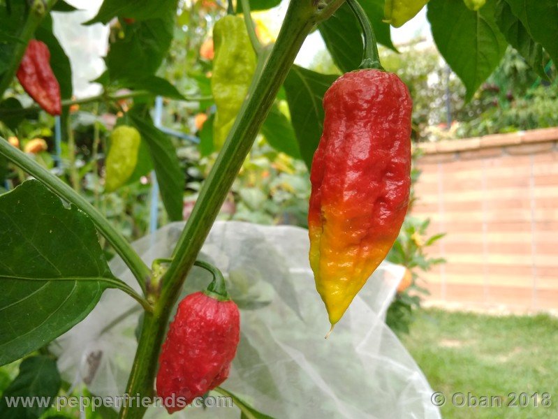 bhut-jolokia-mulatto_003_frutto_14.jpg