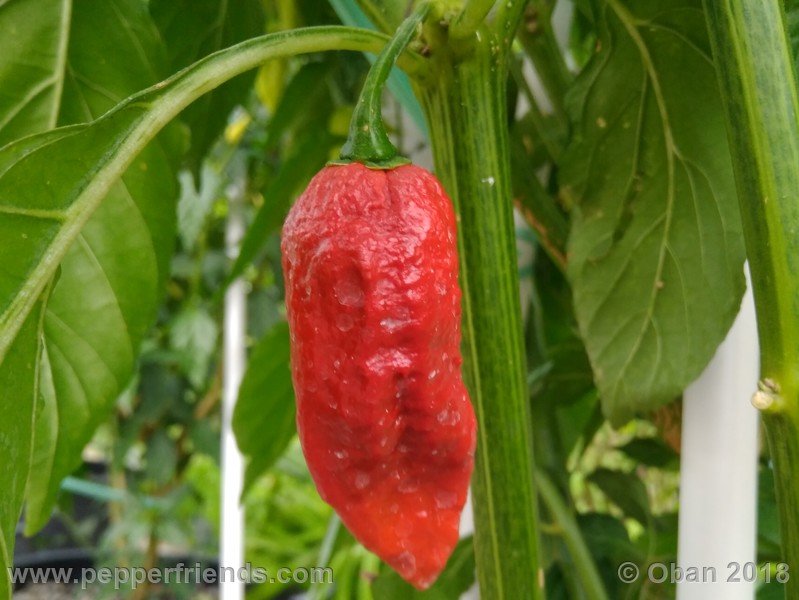 bhut-jolokia-mulatto_003_frutto_15.jpg