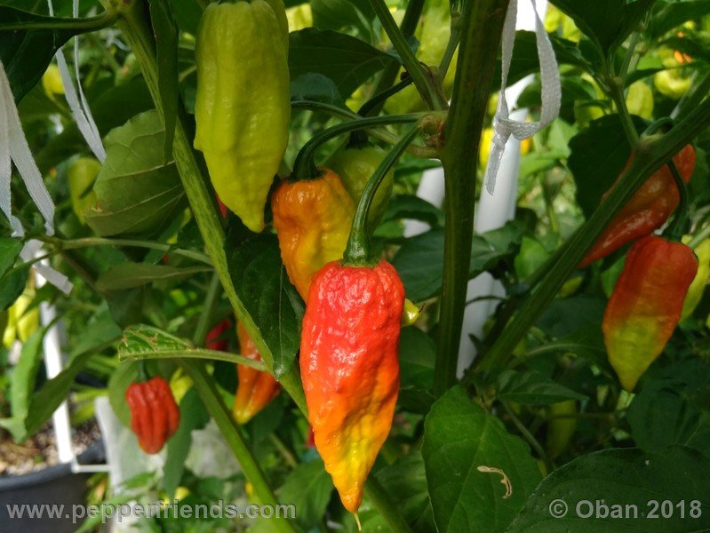 bhut-jolokia-mulatto_003_frutto_16.jpg