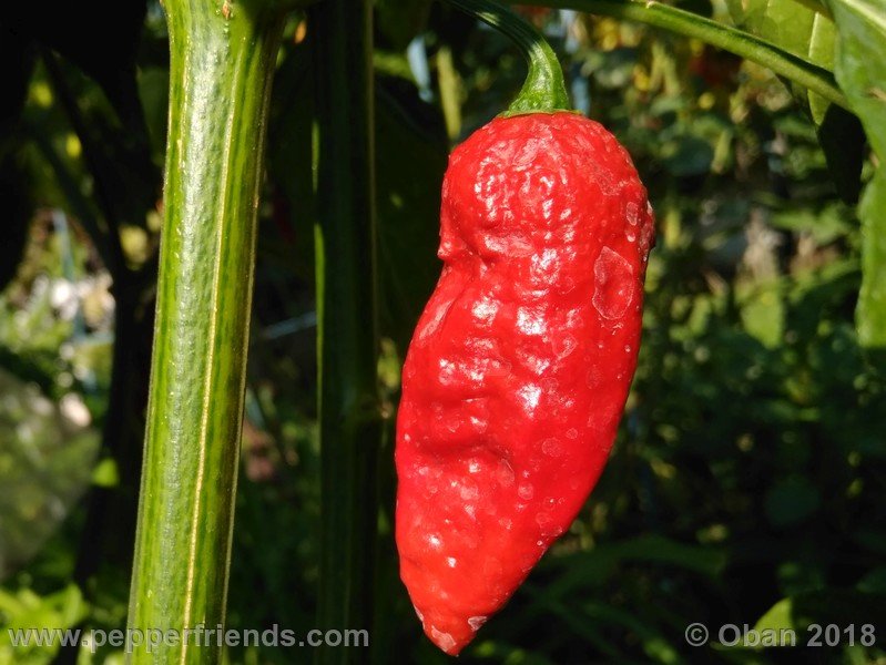 bhut-jolokia-mulatto_003_frutto_17.jpg