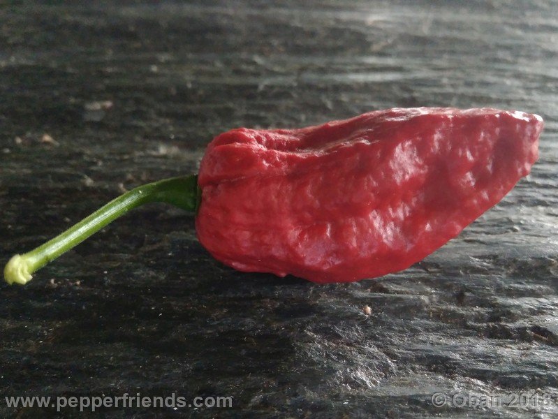 bhut-jolokia-mulatto_003_frutto_18.jpg