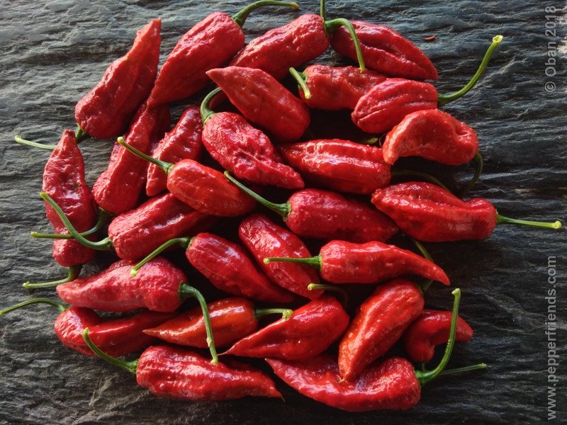 bhut-jolokia-mulatto_003_frutto_19.jpg