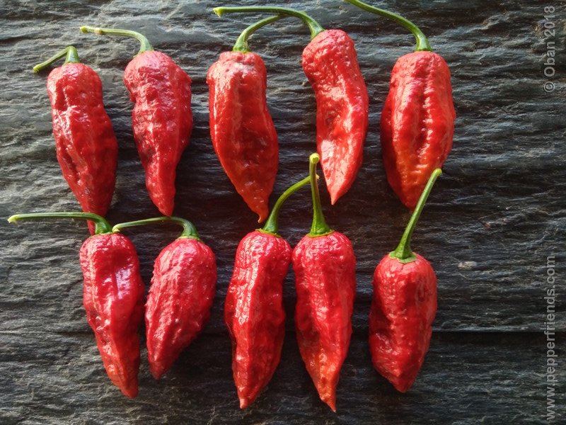 bhut-jolokia-mulatto_003_frutto_20.jpg