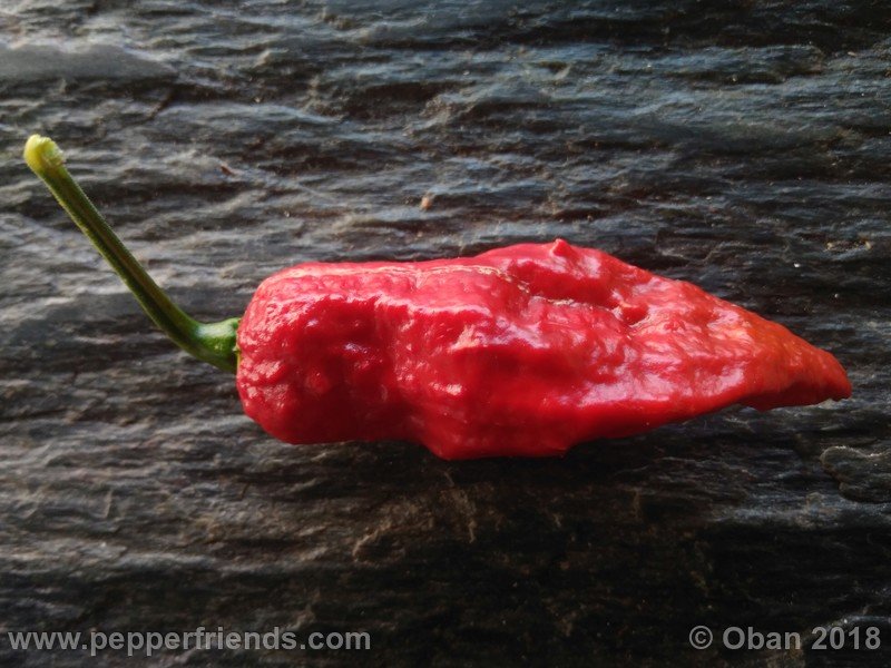 bhut-jolokia-mulatto_003_frutto_21.jpg