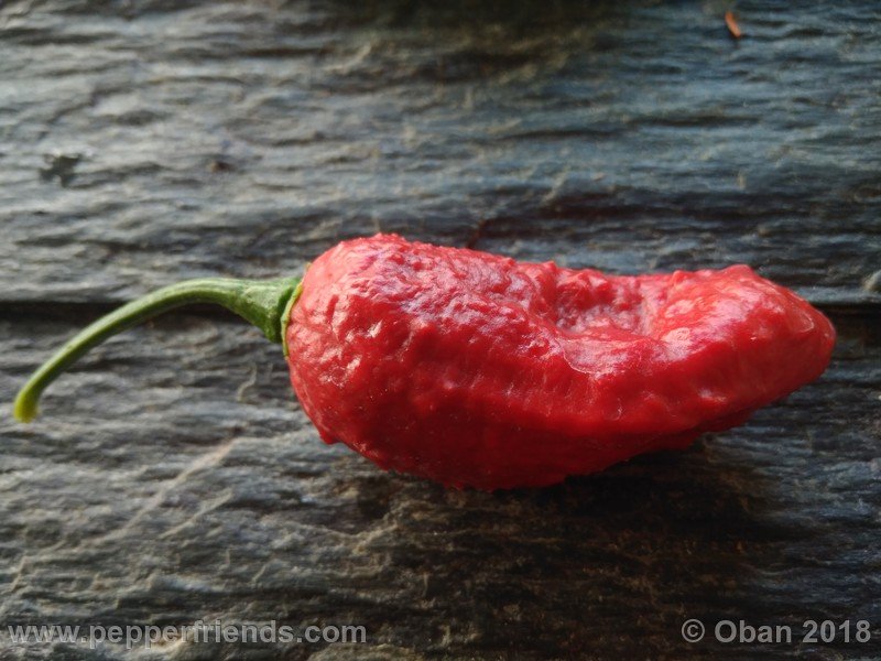 bhut-jolokia-mulatto_003_frutto_22.jpg